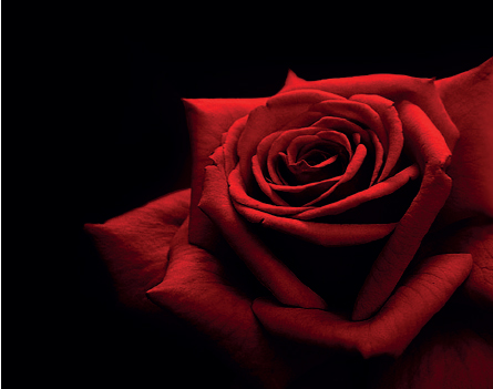 allone-supposes---rose